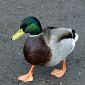 jasbinda taking a stroll