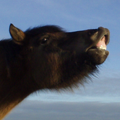 Avatar for muircockhall