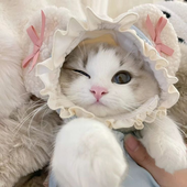 mewmeom 的头像