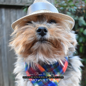 Avatar for YorkieBearRadio