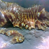 Scaelix