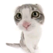 Alluosu 的头像