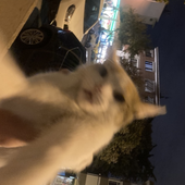 abigailcat 的头像