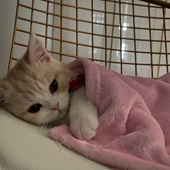 tiredbanana 的头像