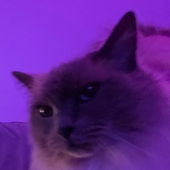 Avatar for patperek