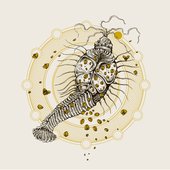 SUMA/ULTRAPHALLUS Spilt Album