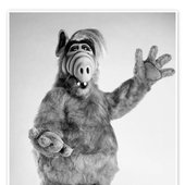 Alf 15