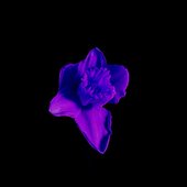 ab6761610000e5eb3dd9536a6e8c50d735116e98.jpeg
