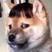 Jojaroto 的头像