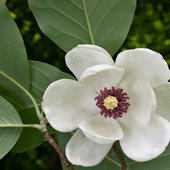 magnoliamango için avatar