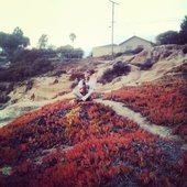 ICEPLANTZ