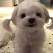 carlosdeeee 的头像