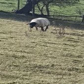 Sheep EP Cover