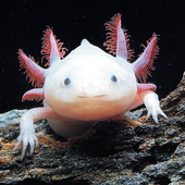 Awatar dla headlessAxolotl