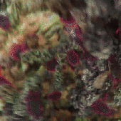 IMG_6654.gif