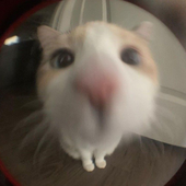 ddukaa 的头像