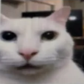 Avatar for Sassaaan