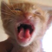 Mayawrrn 的头像