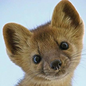Avatar for Nudichara