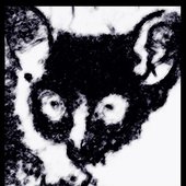 Le Galago!