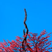 Snake - Single