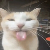embalmedd 的头像