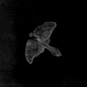Moth Masque