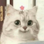 amyshome 的头像