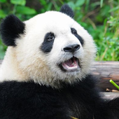TaniThePanda 的头像