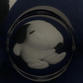 kyotosquid 的头像