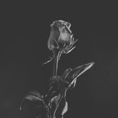 Dying in Designer - Single