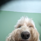 qweelyweely 的头像
