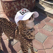 Locheos 的头像