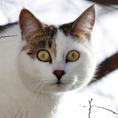 FatzyCat 的头像
