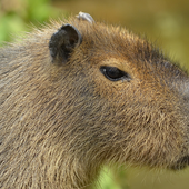 Avatar for capibaralover
