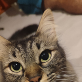 Avatar di Merguel
