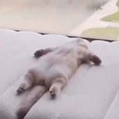 notfabi 的头像