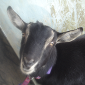 pokeygoat için avatar