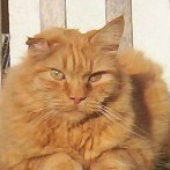 Аватар для gingercat74