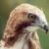 Avatar for Hawk99