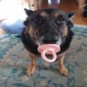 dustypuppyday 的头像