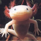 Awatar dla Axolotlous