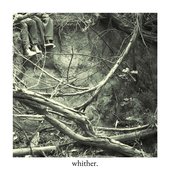 wilted