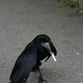 Avatar för maddening_Crow