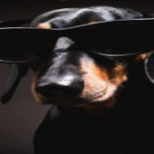 THUG DOG