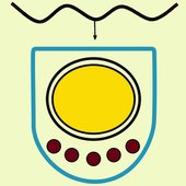 Spirochaete