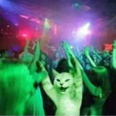 raccoonbarf 的头像