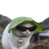 nubulis 的头像