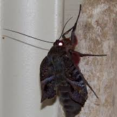MothP 的头像