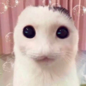 Avatar for yvver